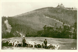 4. Pastvina na Černé hoře u Radhoště, 20. léta 20. století / A pasture on the mountain Černá Hora near Radhošť, the 1920s