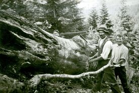 2. Krácení buku ruční pilou, 30. léta 20. století / Sawing a beech tree with a handsaw, the 1930s