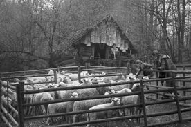 5_Ovce valašky v ohradě před kolibou, 1980 / Wallachian sheep in an enclosure in front of the shepherd’s hut, 1980