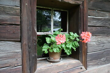 Copak roste v muzeu?