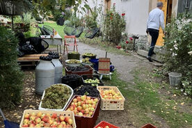 Muzeum v přírodě Zubrnice, Ciderfest