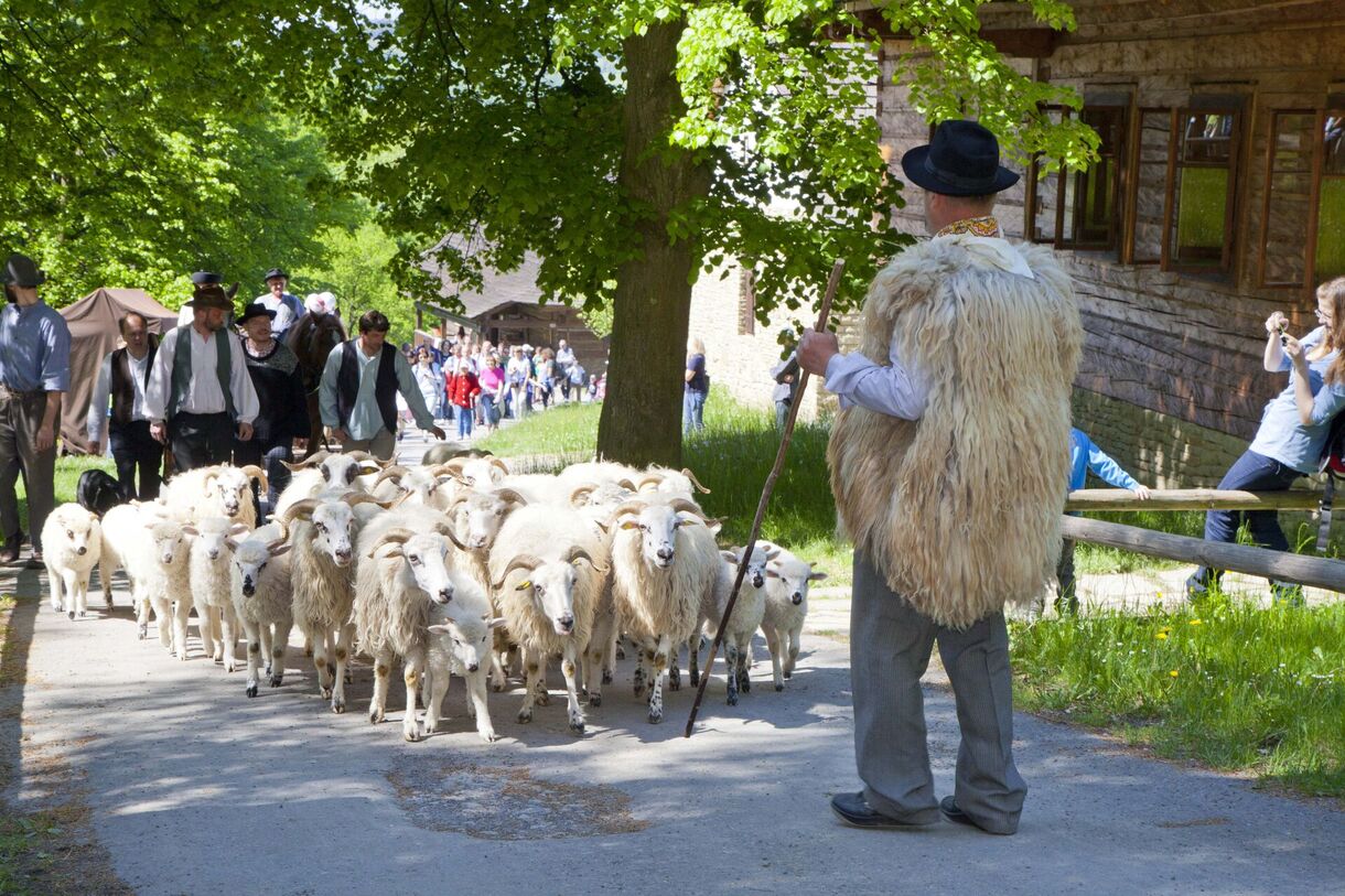 Velký redyk