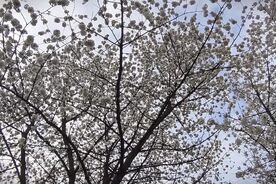 Zahradníkův rok-Škůdci 7