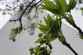 Zahradníkův rok-Škůdci 4