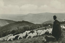 1. Bača dohlíží na stádo ovcí pod Polomem, 60. léta 20. století / A shepherd watching over a flock of sheep beneath the mountain Polom, the 1960s