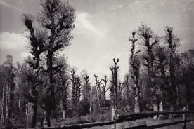 2. Letinový háj, 1948 / Pollard grove, 1948
