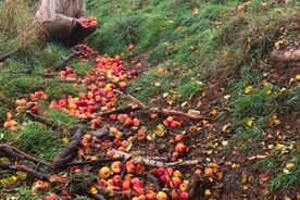 Muzeum v přírodě Zubrnice, Ciderfest