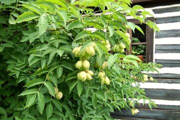 Keř klokoče zpeřeného, 2024. Foto: Soňa Pelclová, Muzeum v přírodě Vysočina.