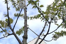 Zahradníkův rok-Škůdci 6